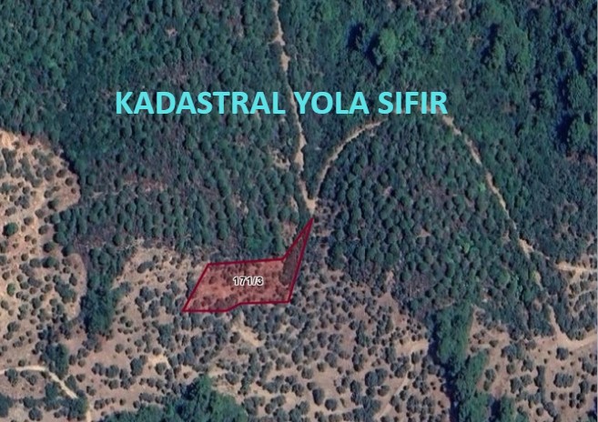 İZMİR BAYINDIR SARIYURT KÖYÜNDE 1.828 M² ZEYTİNLİK SATILIKTIR. - İZMİR BAYINDIR fotoğraf 7